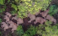 The herd of wild Asian elephants sleeping in Shijie Township of Yimen County, Yuxi City, southwest China's Yunnan Province. Pyoto by Xinhua.