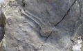 Jurassic dinosaur tracks found in China. Photo by Xinhua.