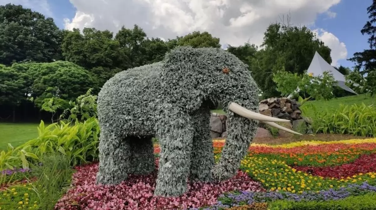 Выставка цветов. Фото: Вечерний Киев