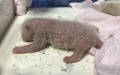 A giant panda has given birth to twin male cubs. Photo by Xinhua.