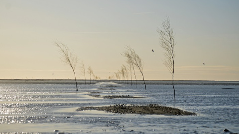 Ваттовое море. Фото: wikipedia