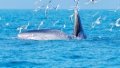 Bryde's whale. Photo by Xinhua.