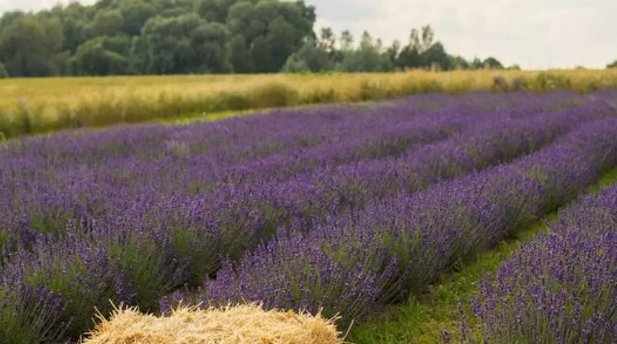 Цветущая лаванда. Фото: facebook.com/Lavanda.Kyiv