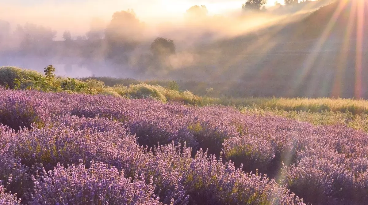 Цветущая лаванда. Фото: facebook.com/Lavanda.Kyiv