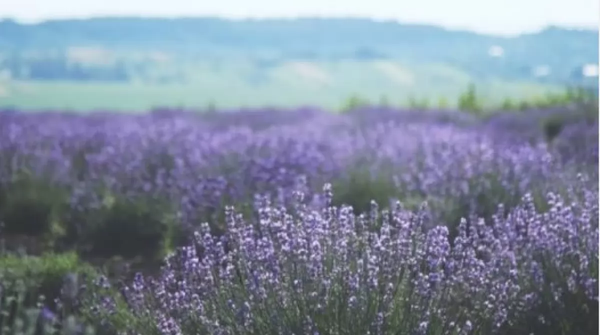 Вход на лавандовое поле в Шишковцах бесплатный. Фото: instagram.com/lido__de__lavender