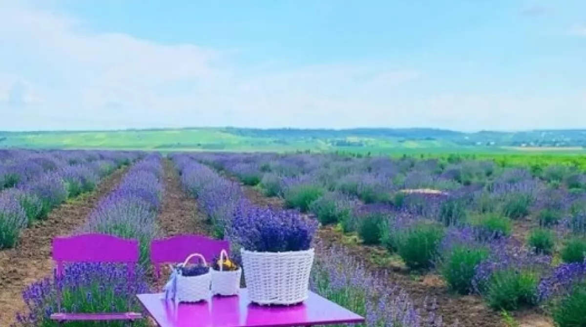 Лавандовое поле на Буковине. Фото: instagram.com/lido__de__lavender/