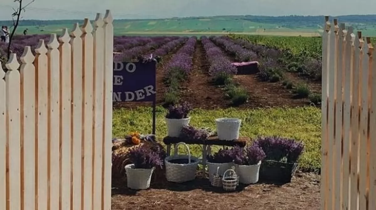 Лаванда на Буковине. Фото: instagram.com/lido__de__lavender/