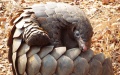 Pangolin. Photo by Xinhua.