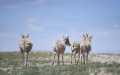 Tibetan antelopes are released into the wild at a wildlife rescue center of the Sonam Dargye Protection Station in Hoh Xil, northwest China's Qinghai Province. Photo by Xinhua/Zhang Long.