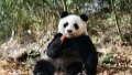 Giant panda Qiao Qiao in Wolong National Nature Reserve in southwest China's Sichuan Province. Photo by Xinhua.