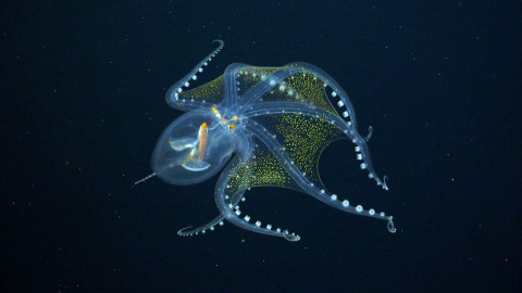 Глубоководный осьминог. Фото: schmidtocean.org
