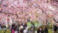 People look at cherry blossoms in full bloom at Jing'an Sculpture Park in east China's Shanghai.  Photo by Xinhua/Wang Xiang.