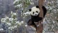 The giant panda. Photo by Xinhua.