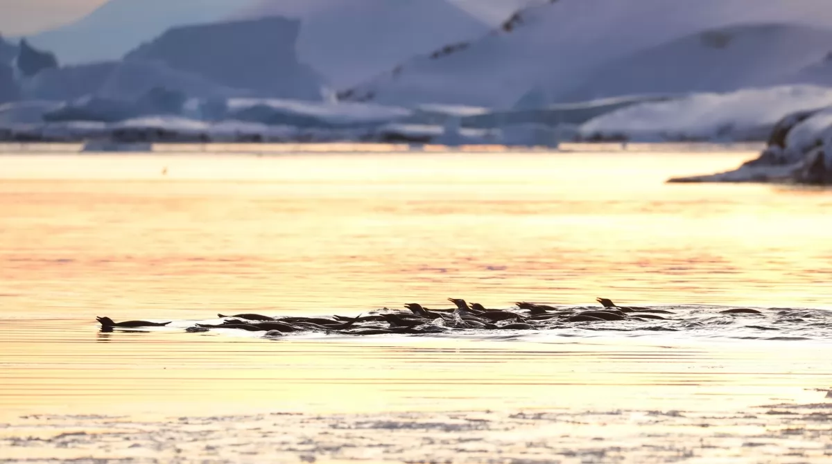Пингвины охотятся на рыб в Антарктиде. Фото: facebook.com/AntarcticCenter