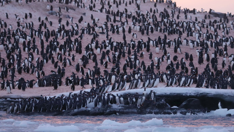 Колония пингвинов насчитывает несколько тысяч особей. Фото: facebook.com/AntarcticCenter