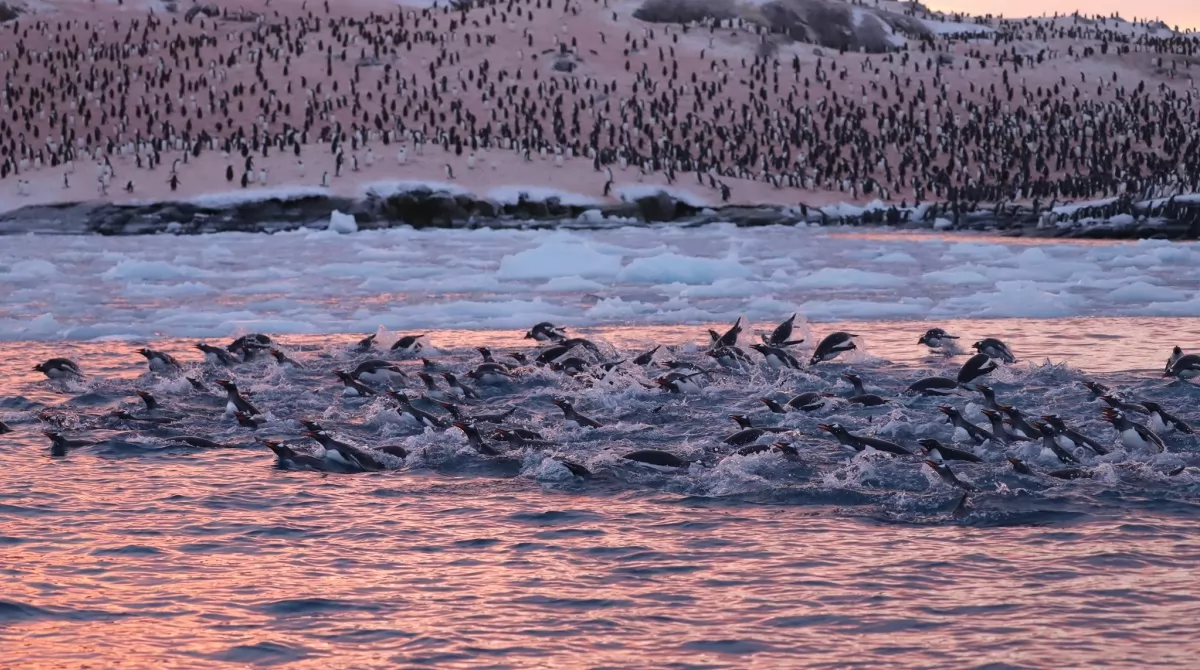 Обычно пингвины обитают севернее научной станции. Фото: facebook.com/AntarcticCenter