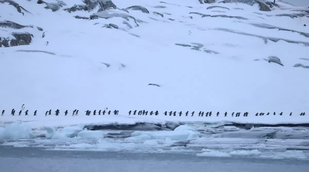 Такие скопления пингвинов привлекают и крупных хищников. Фото: facebook.com/AntarcticCenter