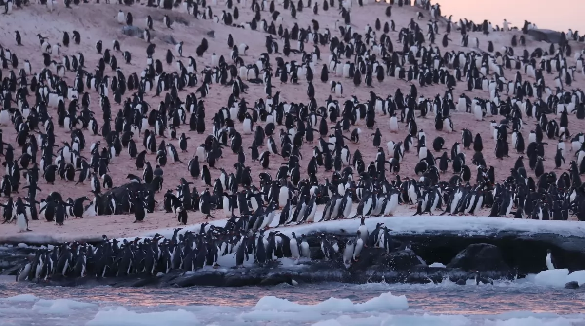 Колония пингвинов насчитывает несколько тысяч особей. Фото: facebook.com/AntarcticCenter