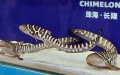 The zebra sharks. Photo by Xinhua.