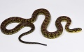 New snake species found in China. Photo by Xinhua.