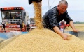 A farmer harvests wheat in the fields of Qianzhuanmen Village, Fucheng County, Hengshui City, north China's Hebei Province. Photo by Xinhua/Zhu Xudong.