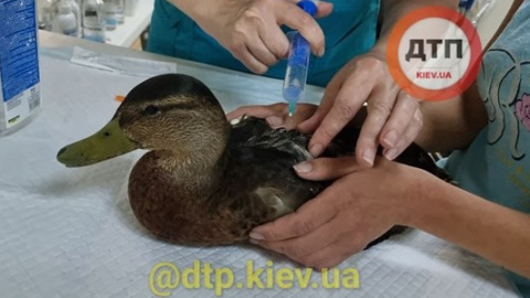 У київському парку в озеро скинули отруйні хімікати. Масово отруїлися птиці та риби