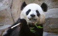 Giant panda Huan Huan at the Beauval Zoo in Saint-Aignan-sur-Cher, France. Photo by Beauval Zoo/Handout via Xinhua.