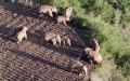 The Asian elephants in Eshan County of Yuxi, southwest China's Yunnan Province. Photo by Xinhua.