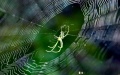 A spider in the Wuyishan National Park, southeast China's Fujian Province. Photo by Xinhua/Jiang Kehong.