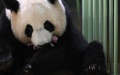 Huan Huan, a giant panda, is seen with one of its newly born twin cubs at the Beauval Zoo in Saint-Aignan, central France. Photo by Beauval Zoo/Handout via Xinhua.