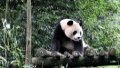 Giant panda named "Ya Ya". Photo by Xinhua.