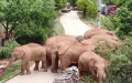 China's wandering elephants. Photo by Xinhua.