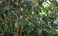 Photo provided by the administration of Yunnan's Tongbiguan Provincial Nature Reserve,  shows a plant of Stixis yingjiangensis in Dehong Dai and Jingpo Autonomous Prefecture, southwest China's Yunnan Province. Xinhua
