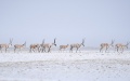 A herd of Tibetan antelopes travel towards Zonag Lake in Hoh Xil national nature reserve, northwest China's Qinghai Province. Photo by Xinhua/Wu Gang.