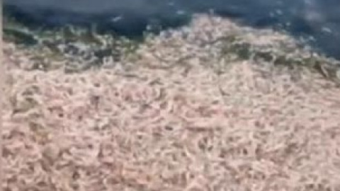 В Хаджибейском лимане массово гибнет рыба и креветки, от жары вокруг водоемов распространился сильный запах