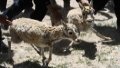 Tibetan antelopes are released into the wild at a wildlife rescue center of the Sonam Dargye Protection Station in Hoh Xil, northwest China's Qinghai Province. Photo by Xinhua/Zhang Long.