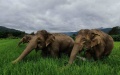 Asian elephants in China. Photo by Xinhua.