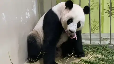Giant panda Jia Jia and its cub are seen at River Safari in Singapore. Photo by Wildlife Reserves Singapore Group/Handout via Xinhua.