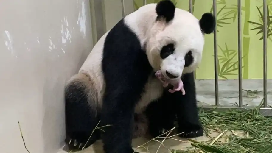 Giant panda Jia Jia and its cub are seen at River Safari in Singapore. Photo by Wildlife Reserves Singapore Group/Handout via Xinhua.