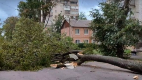 У Вінниці пройшов ураган і повалив дерева, постраждала жінка