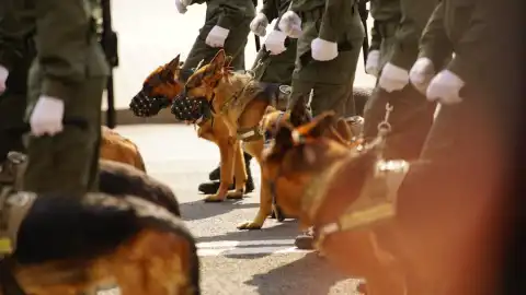The Ukrainian Kennel Union demands the exclusion of Russians from participating in the General Assembly of the