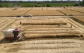 China grain production. Photo by Xinhua.