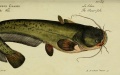 The Bagarius yarrelli. Drawing by Xinhua.