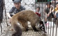 Protection of rare animals in China. Photo: Xinhua.