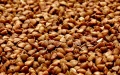 Agrarian Policy Ministry Forecasts Record-Breaking Buckwheat Harvest Of 110,000 Tons In 2021