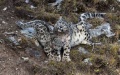 Snow leopards in China. Photo by Xinhua.