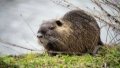 Beaver. Photo by Xinhua.