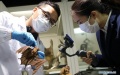 Laboratory study of a bat in China. Photo by Xinhua.