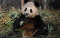 Giant panda. Photo by Xinhua.
