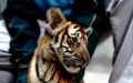Chinese tiger. Photo by Xinhua/Zhang Jiansong.